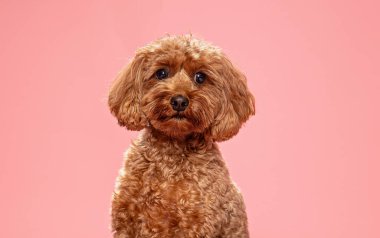 Bir stüdyo çekiminde izole edilmiş bir arka planda sevimli bir köpek.