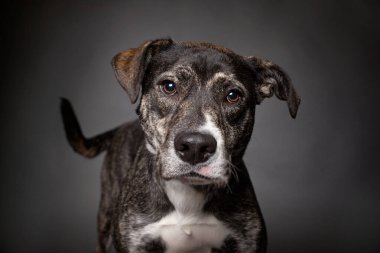 Bir stüdyo çekiminde izole edilmiş bir arka planda sevimli bir köpek. 