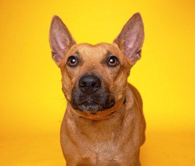 Bir stüdyo çekiminde izole edilmiş bir arka planda sevimli bir köpek. 