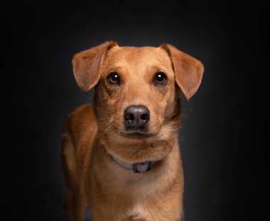 Stüdyoda izole edilmiş bir arka planda çekilmiş şirin bir köpek fotoğrafı.