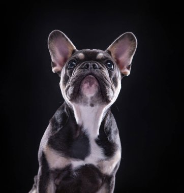 Stüdyoda izole bir arka planda sevimli bir köpek.