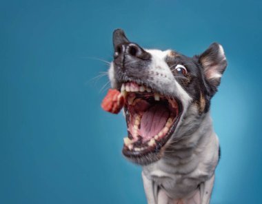 sınır Collie mavi bir arka planda izole bir stüdyo çekim geniş bir açık ağız ile bir tedavi yakalamak 