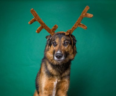 Bir stüdyo çekiminde izole edilmiş bir arka planda sevimli bir köpek.