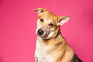 Bir stüdyo çekiminde izole edilmiş bir arka planda sevimli bir köpek.