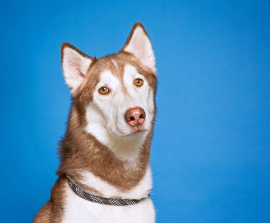 Bir stüdyo çekiminde izole edilmiş bir arka planda sevimli bir köpek.