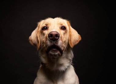 Bir stüdyo çekiminde izole edilmiş bir arka planda sevimli bir köpek.