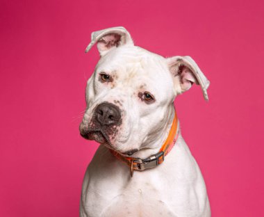 Bir stüdyo çekiminde izole edilmiş bir arka planda sevimli bir köpek.