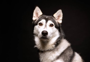 Bir stüdyo çekiminde izole edilmiş bir arka planda sevimli bir köpek.
