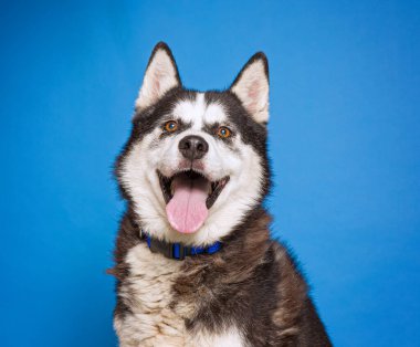 Bir stüdyo çekiminde izole edilmiş bir arka planda sevimli bir köpek.