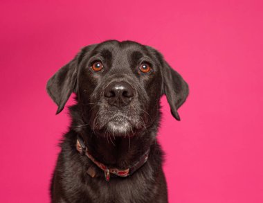 Bir stüdyo çekiminde izole edilmiş bir arka planda sevimli bir köpek.