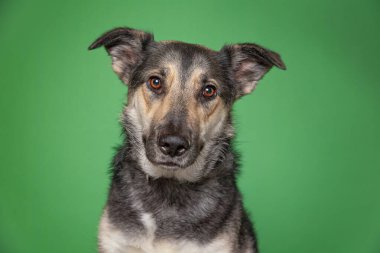 Bir stüdyo çekiminde izole edilmiş bir arka planda sevimli bir köpek.