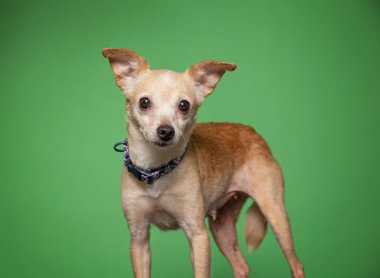 Bir stüdyo çekiminde izole edilmiş bir arka planda sevimli bir köpek.