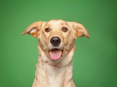 Bir stüdyo çekiminde izole edilmiş bir arka planda sevimli bir köpek.