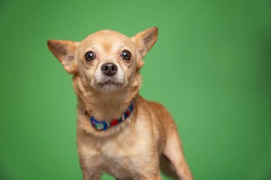 Bir stüdyo çekiminde izole edilmiş bir arka planda sevimli bir köpek.