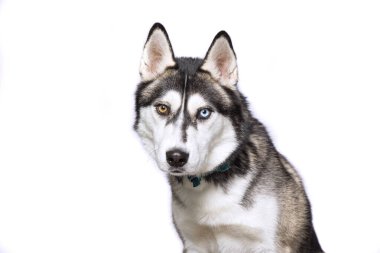 Bir stüdyo çekiminde izole edilmiş bir arka planda sevimli bir köpek.