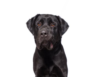 Bir stüdyo çekiminde izole edilmiş bir arka planda sevimli bir köpek.