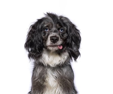 cute dog on an isolated background in a studio shot clipart