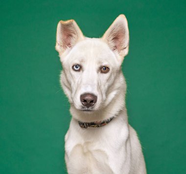 Bir stüdyo çekiminde izole edilmiş bir arka planda sevimli bir köpek.