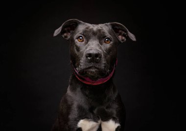 Bir stüdyo çekiminde izole edilmiş bir arka planda sevimli bir köpek.