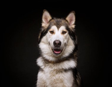 Bir stüdyo çekiminde izole edilmiş bir arka planda sevimli bir köpek.