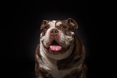 Bir stüdyo çekiminde izole edilmiş bir arka planda sevimli bir köpek.