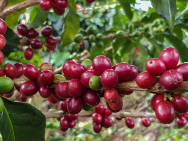 Olgun kahve toplanmaya hazır