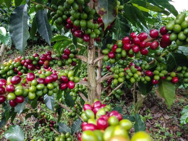 Olgun kahve toplanmaya hazır