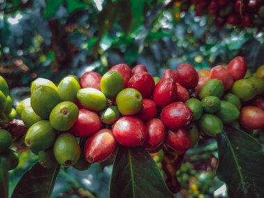 Olgun kahve toplanmaya hazır