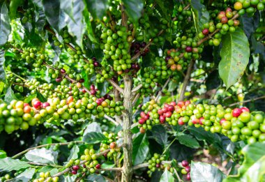 Kolombiya 'daki kahve tarlası.