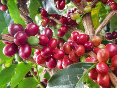 Olgun kahve hasat edilmeye hazır.