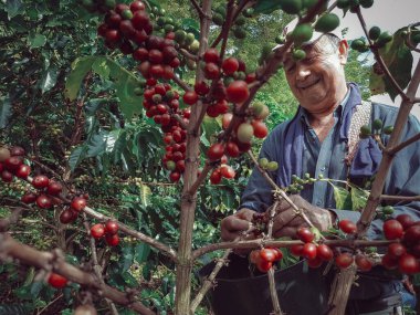 Ekinlerden kahve toplayan adam.