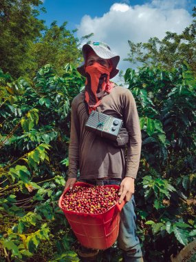 Ekinlerden kahve toplayan adam.