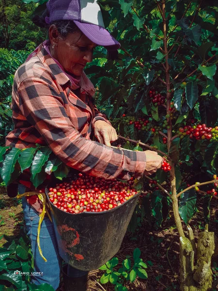 Woman picking coffee from crops