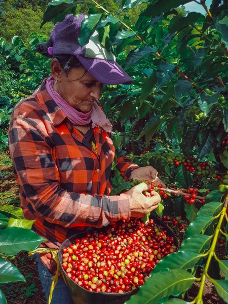 Woman picking coffee from crops