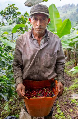 Kolombiya kahvesi toplayan çiftçi.