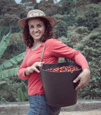 Çiftlikteki tarlalarından kahve toplayan bir kadın.