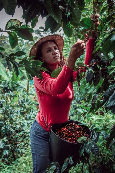 Mulher Pegando Café Suas Plantações Fazenda Fotografia De Stock