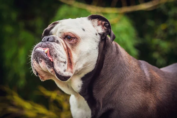 Adorável Bulldog Inglês Antigo Natureza — Fotografia de Stock