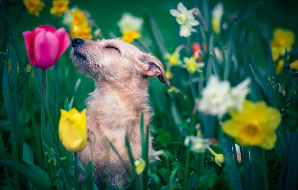 Запах Цветов Собаки — стоковое фото