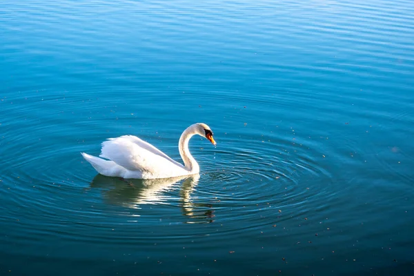 Немой Лебедь Цветущий Лебедь Скользит Озеру Рассвете — стоковое фото