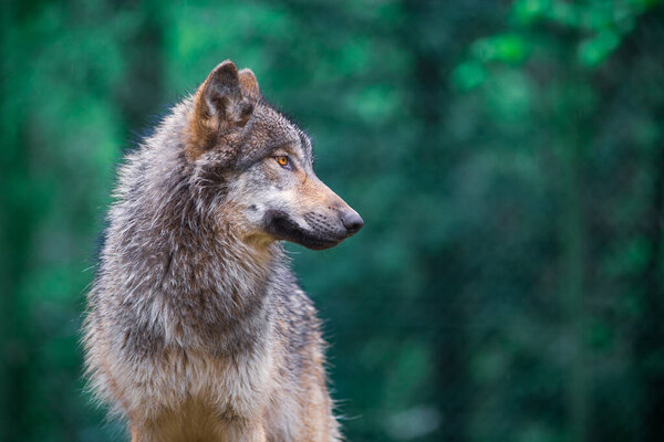 Серый волк (Canis Lupus), также известный как Лесной волк, смотрящий прямо в лес