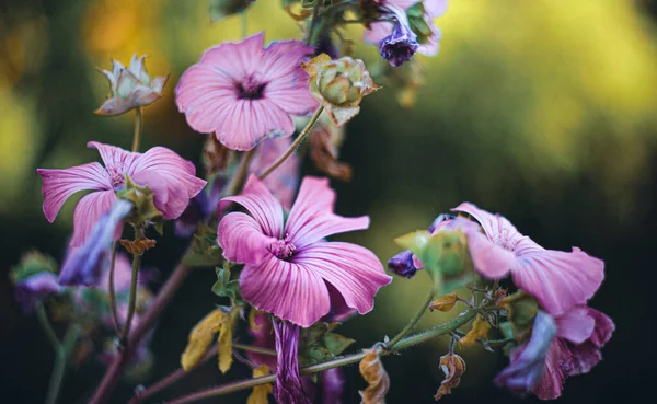 Рожева Квітка Lavatera Trimestris Срібна Чашка Також Відомий Щорічний Рожевий — стокове фото