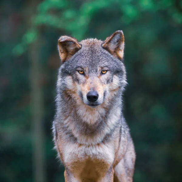 Wilk Szary Canis Lupus Znany Również Jako Wilk Drzewny Patrząc — Zdjęcie stockowe