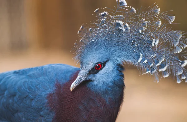 Wiktoria Zbliżenie Głowy Gołębia Goura Victoria Piękne Koronowane Gołębie Papui — Zdjęcie stockowe