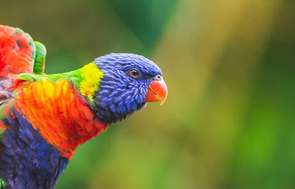 Rainbow Lorikeet Pássaro Papagaio Trichoglossus Moluccanus Com Espaço Cópia Fotografia — Fotografia de Stock