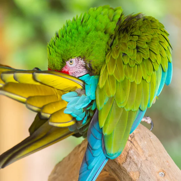 Vojenský Macaw Ara Militaris Podivné Pozici Skutečná Fotografie — Stock fotografie