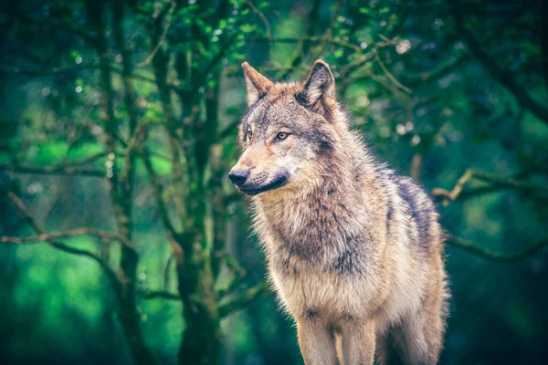 Grey Wolf Canis Lupus Also Known Timber Wolf Green Forest — Stock Photo, Image