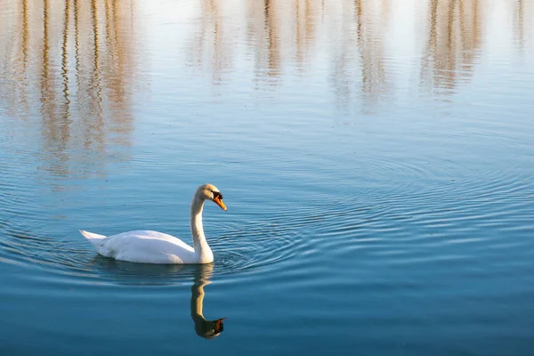 夜明けに湖を横切る白鳥 シグナス色 をミュートします 本物の写真 — ストック写真
