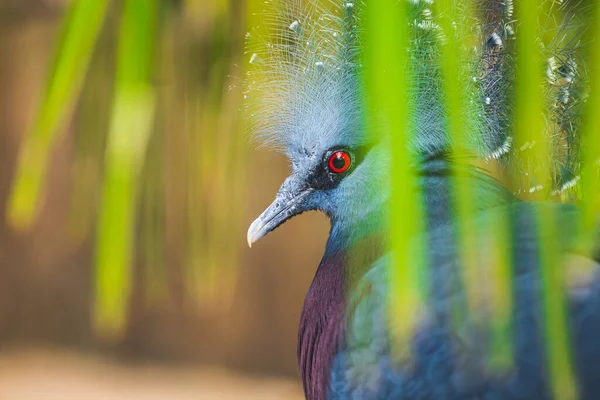 Victoria Taçlandırılmış Güvercini Papua Yeni Gine Ormanları Ormanlık Alanlardan Gelen — Stok fotoğraf