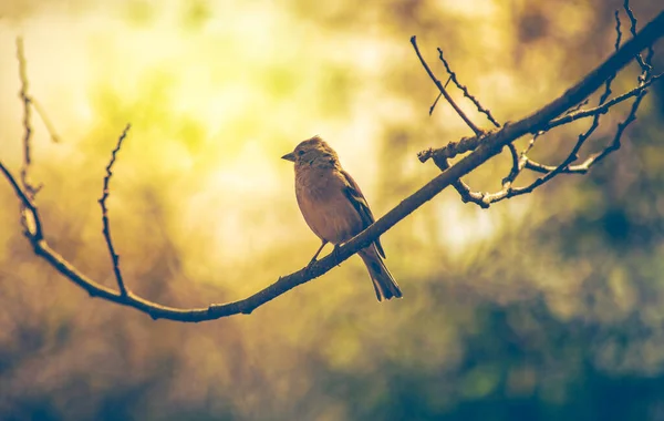 麻雀栖息在树枝上 观察着花园里的一棵树上 真正的摄影 — 图库照片